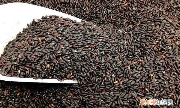 黑芝麻和黑米有什么区别,黑香米和黑米有什么区别吗