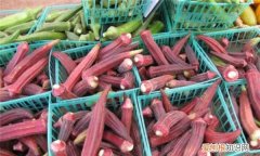 吃红秋葵要注意什么，盆栽红秋葵种植方法