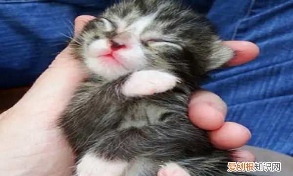 猫狂犬病会遗传,母猫的狂犬病毒会遗传给小猫吗