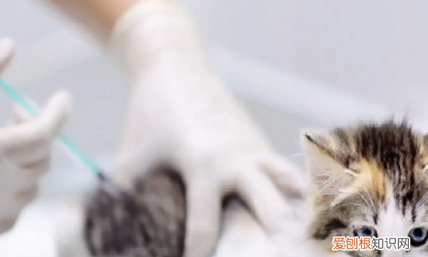 猫狂犬病会遗传,母猫的狂犬病毒会遗传给小猫吗