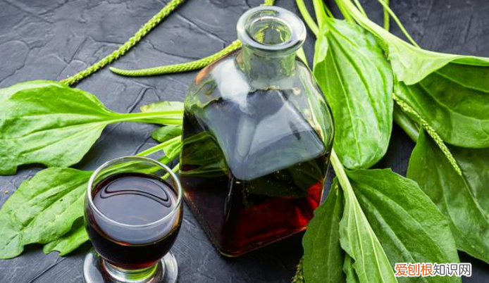 车前草煮水一次放多少,车前草煮水有什么功效