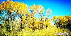 夏日胡杨是什么颜色，夏日胡杨和秋日胡杨是什么材质