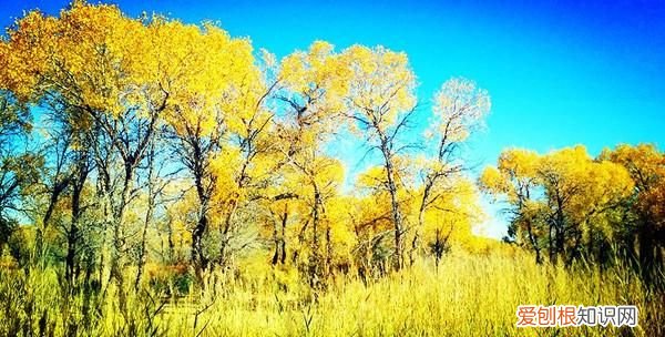 夏日胡杨是什么颜色,夏日胡杨和秋日胡杨是什么材质
