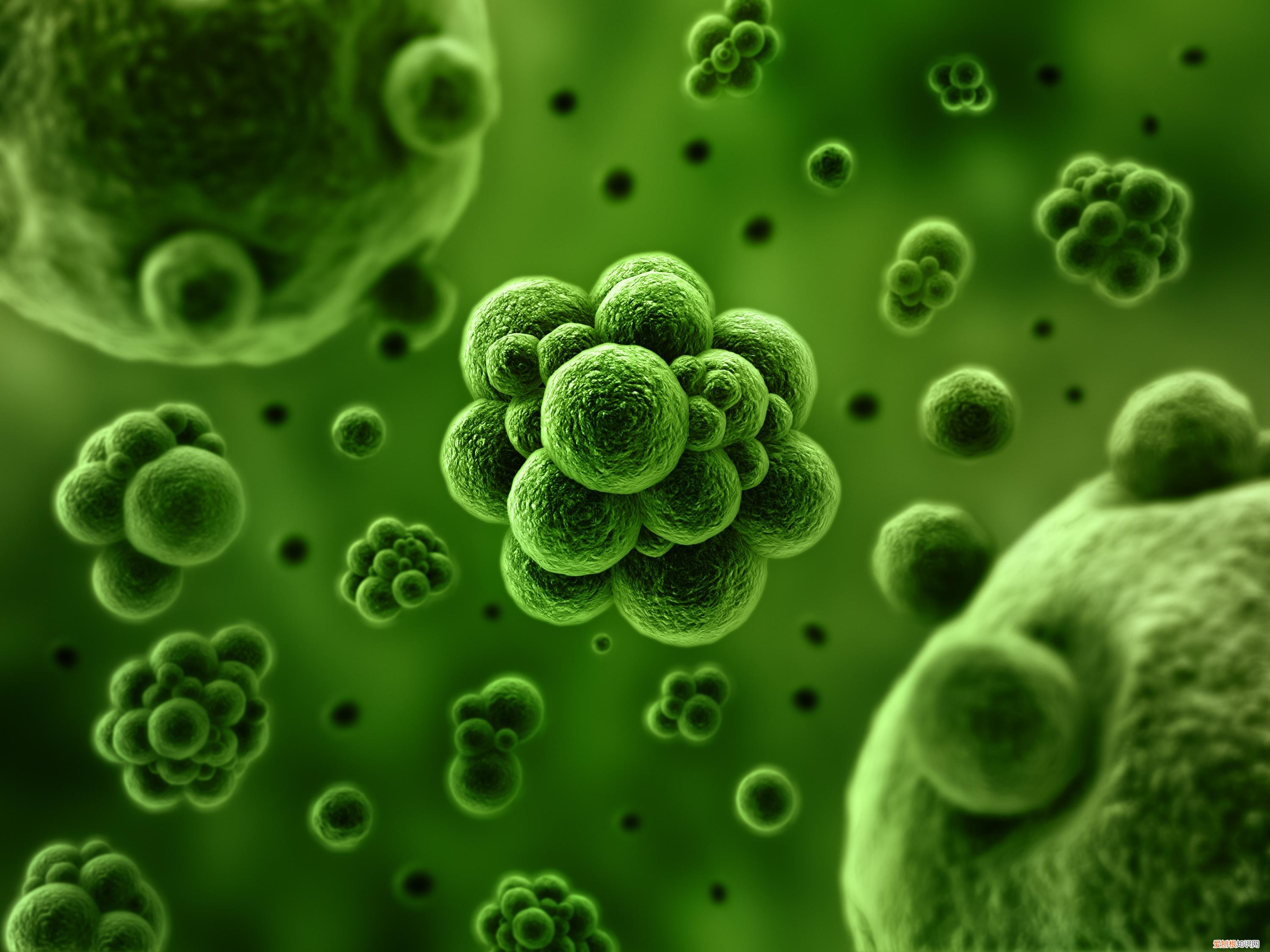 阴虱怎么彻底去除最简单的方法