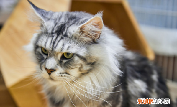 猫可以天天吃鸡胸肉，猫咪可不可以吃鸡肉肠