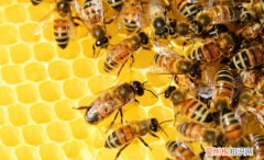 女人梦见蜜蜂是什么预兆，女人梦见蜜蜂成群密密麻麻在上空盘旋