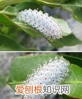 84能杀死鼻涕虫吗