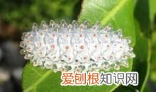 84能杀死鼻涕虫吗