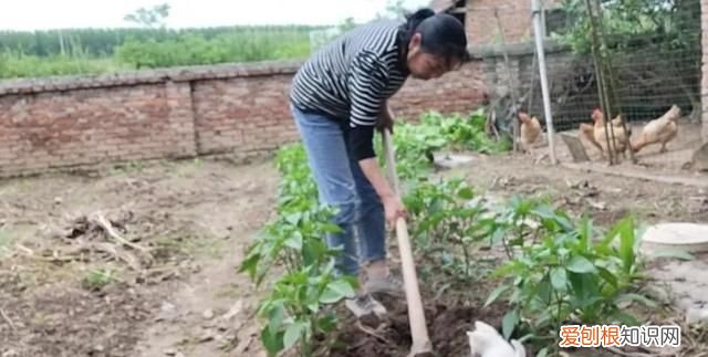 辣椒苗蔫了多久可以活过来