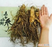 同百参是不是人参，千年人参是什么意思