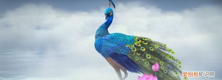 孔雀是飞禽还是走兽