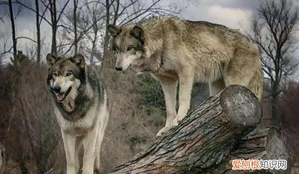 男子青海自驾偶遇两头狼,前车误认是狗下车查看