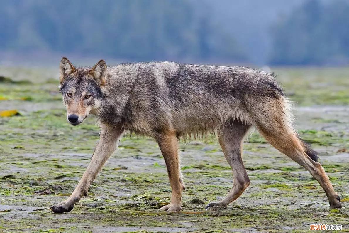 男子青海自驾偶遇两头狼,前车误认是狗下车查看