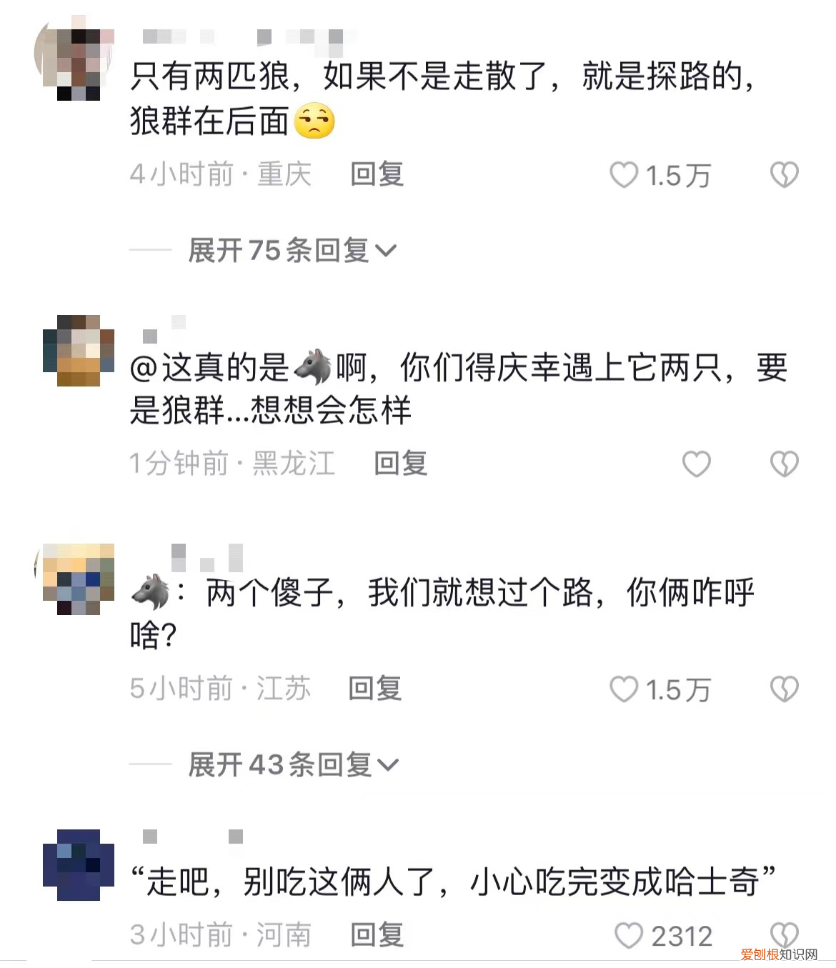男子青海自驾偶遇两头狼,前车误认是狗下车查看