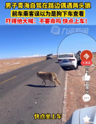 男子青海自驾偶遇两头狼，前车误认是狗下车查看