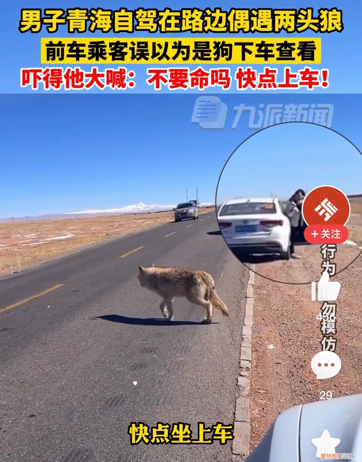 男子青海自驾偶遇两头狼,前车误认是狗下车查看