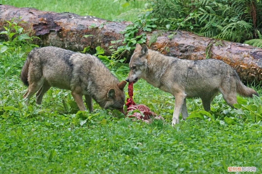 男子青海自驾偶遇两头狼,前车误认是狗下车查看