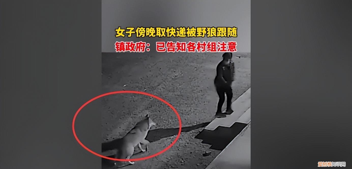 男子青海自驾偶遇两头狼,前车误认是狗下车查看