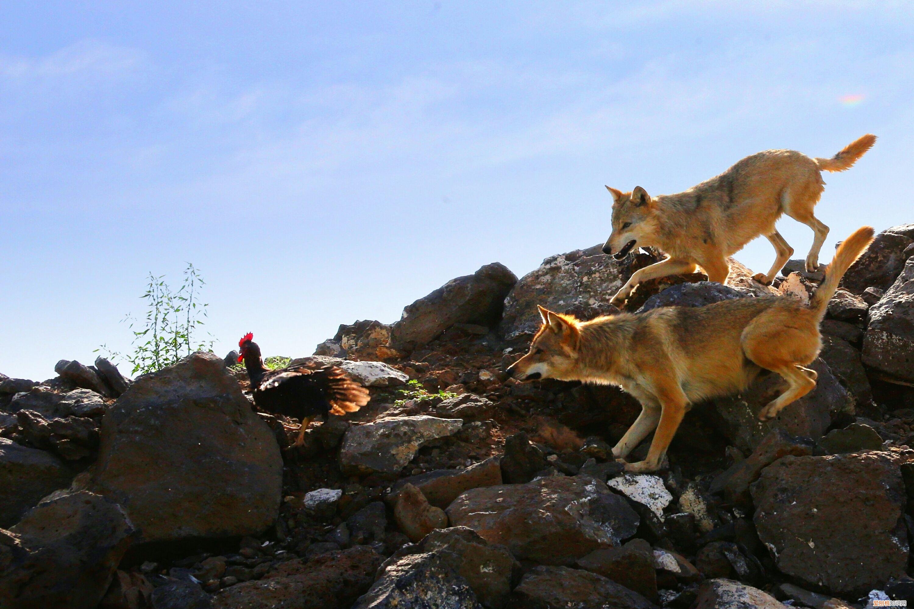 男子青海自驾偶遇两头狼,前车误认是狗下车查看