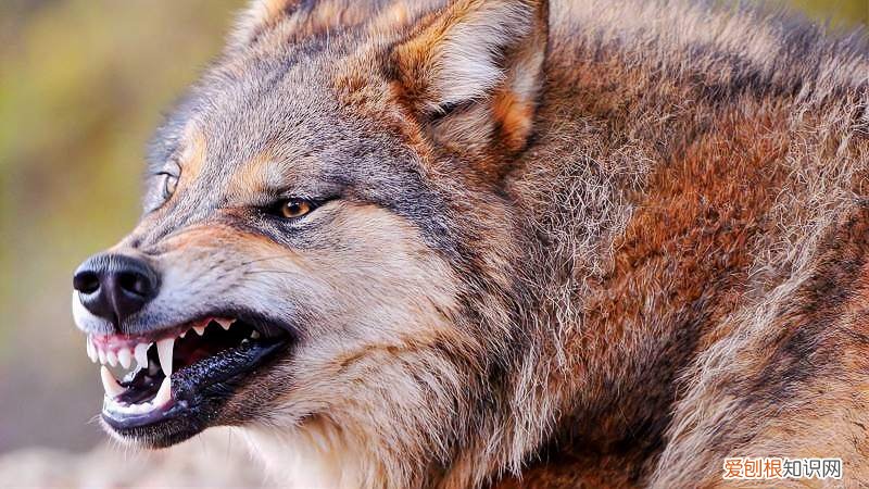 男子青海自驾偶遇两头狼,前车误认是狗下车查看