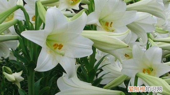 百合球种上就要浇水,百合花种球的种植方法和时间