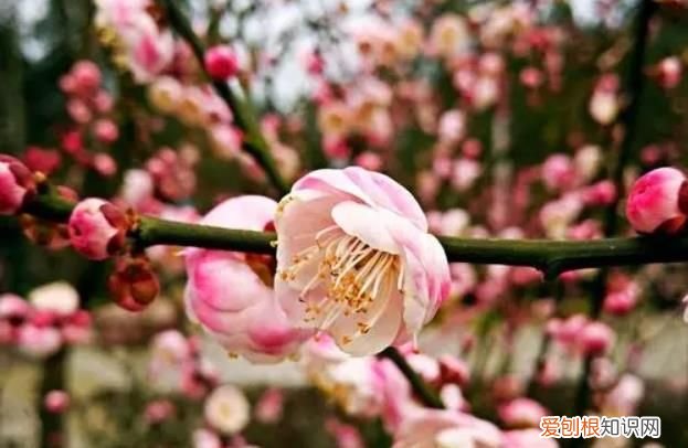 王维20字的一首小诗