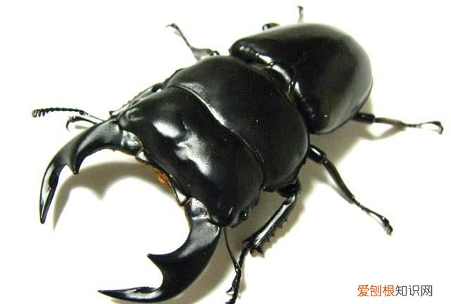 锹甲认主人吗,巨扁锹甲会咬人