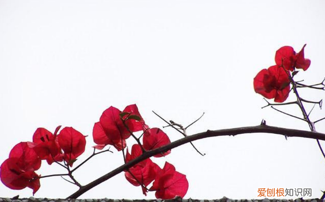 杏旺人不旺宅中不栽杏,宅中杏旺人不旺意味什么