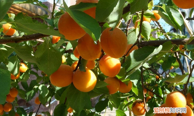 杏旺人不旺宅中不栽杏,宅中杏旺人不旺意味什么