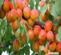 杏旺人不旺宅中不栽杏,宅中杏旺人不旺意味什么