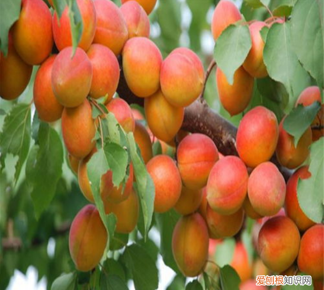 杏旺人不旺宅中不栽杏,宅中杏旺人不旺意味什么