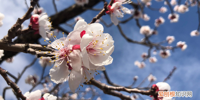 杏旺人不旺宅中不栽杏,宅中杏旺人不旺意味什么