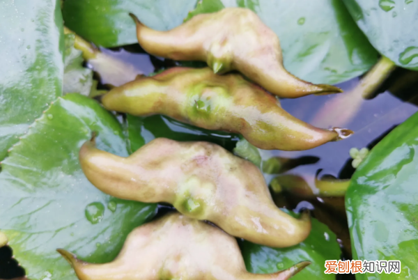 菱怎么读拼音，菱形的菱怎么写