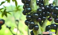 吃嘉宝果有什么好处，黄皮嘉宝果哪种最好