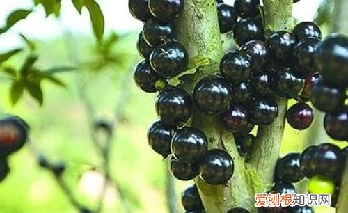 吃嘉宝果有什么好处，黄皮嘉宝果哪种最好