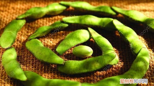 毛豆属于高脂肪食物吗