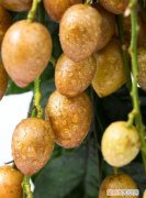 黄皮是酸性还是碱性，黄皮春季花期管理技巧