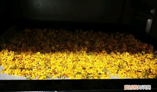 金秋十月桂花香这些常识你得知道