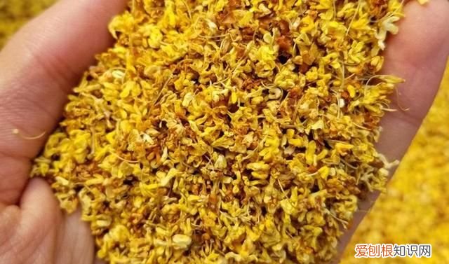 金秋十月桂花香这些常识你得知道