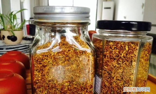 金秋十月桂花香这些常识你得知道