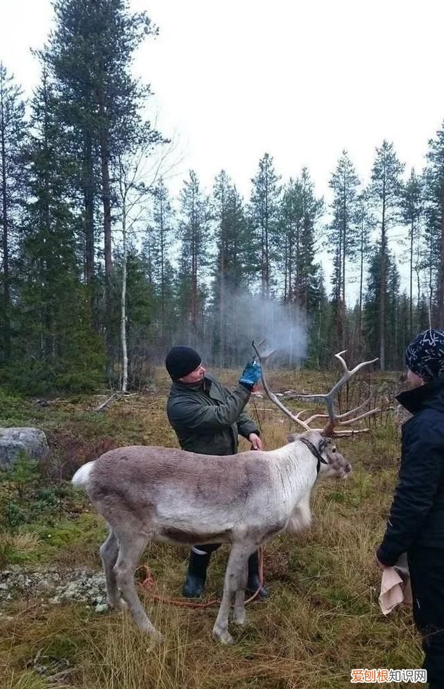海豹有鼻子为什么不会呛水,海豹为什么在寒冷的水中不会怕冷