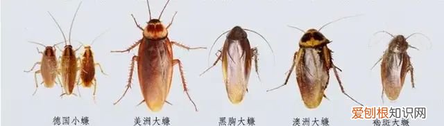 蟑螂会传染给人什么病,有潜伏期吗