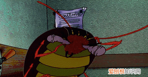 蟑螂会传染给人什么病,有潜伏期吗