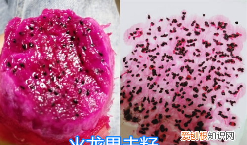 吃火龙果要把籽去掉吗,未熟摘下的火龙果籽能发芽