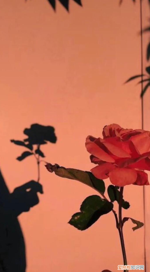 感恩岁月感谢美好相遇