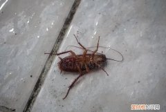 昆明要不要有蟑螂 昆明除蟑螂公司一次多少钱