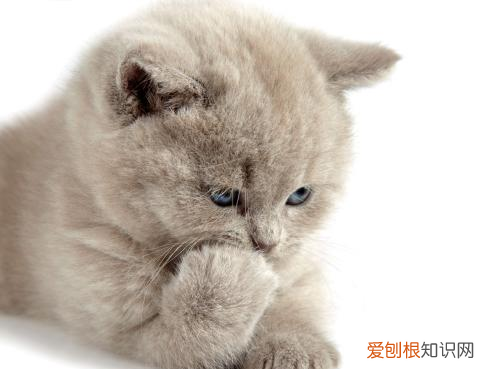 猫咪益生菌怎么使用，猫咪益生菌的作用与功效