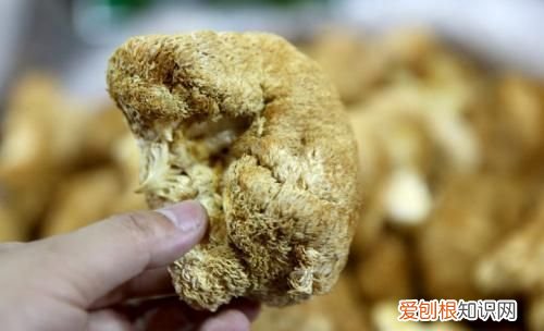 猴头菇变褐色还能吃吗,猴头菇干褐色的是坏的