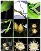 昙花一现的原因是什么，“昙花一现”是什么现象