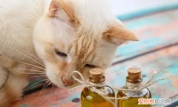 猫身上的跳蚤怎么清除，猫咪有跳蚤家里环境怎么驱虫